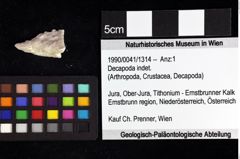 Foto (Objket + Etiketten) von Decapoda indet. 